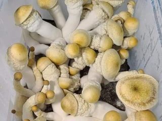 Ostra amarilla, Ostra rosada, Ostra gris, Shiitake, Castaño, Enoki,