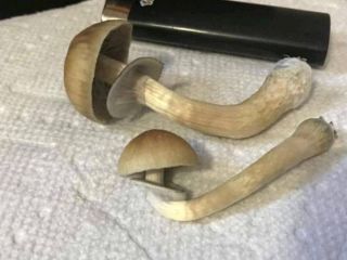 Salah PSILOCIBINA ▪ ▪ Hongo magico gorro wolności ▪psilocybe