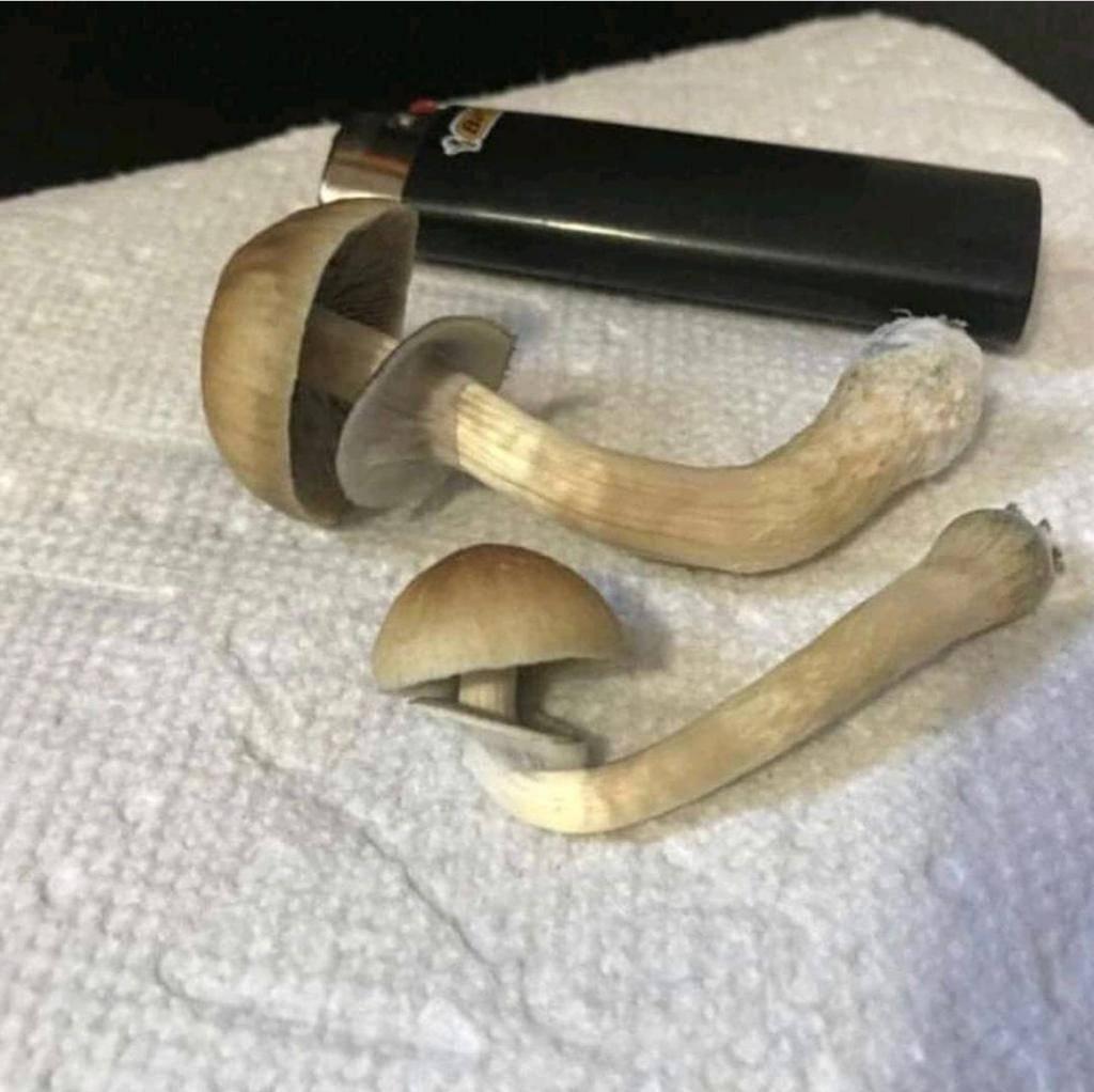 Salah PSILOCIBINA ▪ ▪ Hongo magico gorro wolności ▪psilocybe Meksyk ▪psilocybe azurescens ▪panaeolus cyanescens ▪panaeolus cinctulus ▪conocybe cyanopus ▪