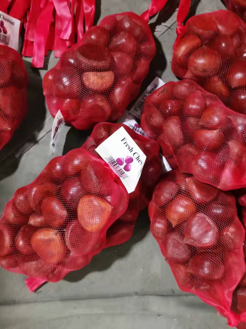 Doskonała cena Eksport Naturalna hurtownia Tanie nieobrane świeże słodkie kasztany