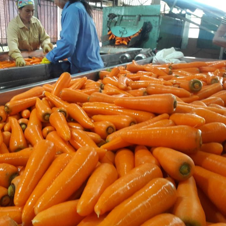VIETNAM FRESH CARROT możemy dostarczyć dużą ilość w krótkim czasie