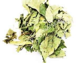 Sprzedam Leszczyna liść (Corylus avellana folium) duże ilości z