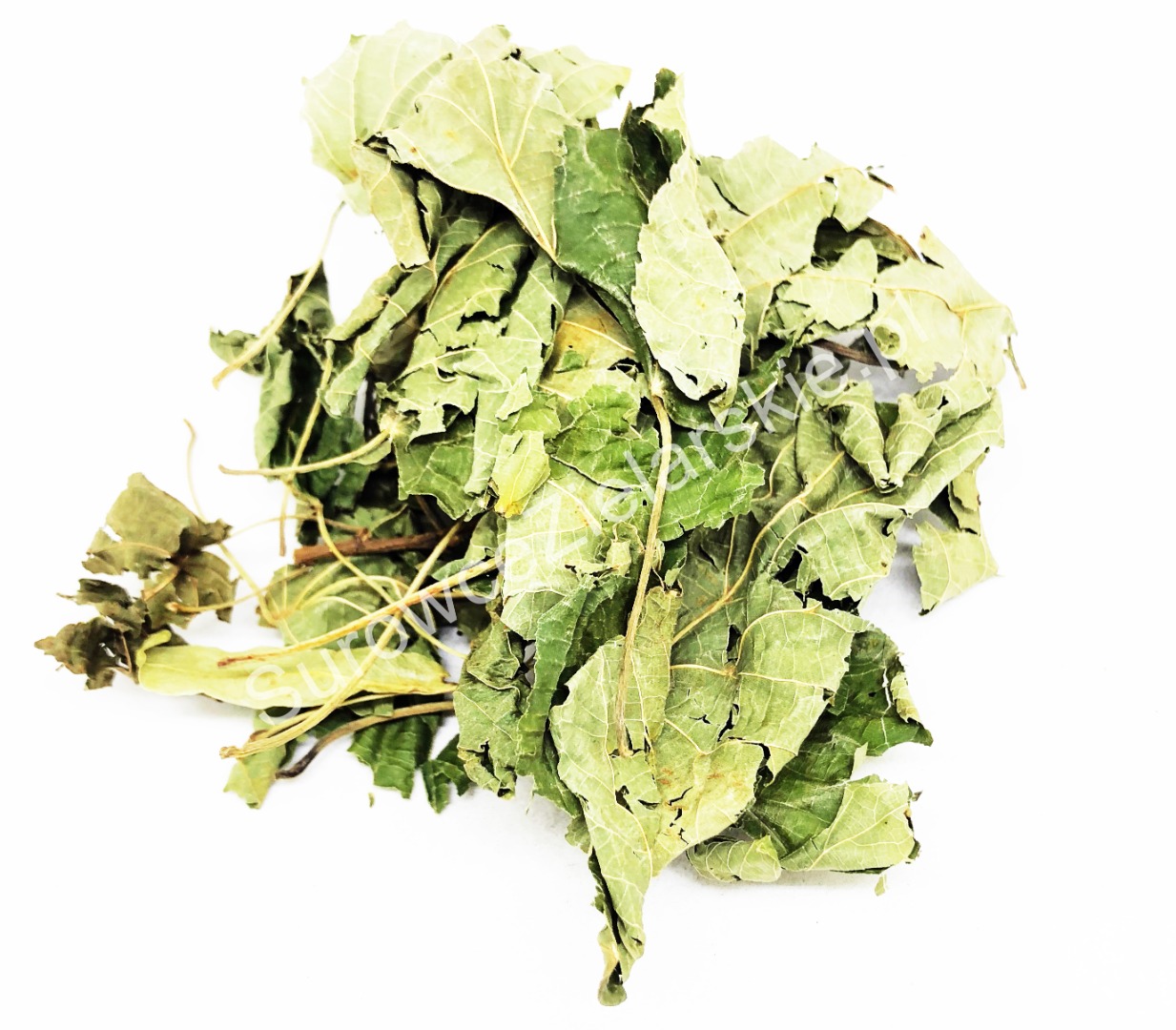 Sprzedam Leszczyna liść (Corylus avellana folium) duże ilości z magazynu w Lublinie