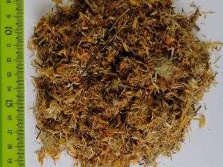 Witam sprzedam ziolo lub kwiat Arnica chamissonis Arnica Montana
