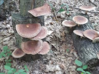 Sprzedam 250 kg świeżych grzybów SHIITAKE, pozyskanych na leśnych