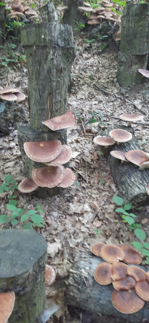 Sprzedam 250 kg świeżych grzybów SHIITAKE, pozyskanych na leśnych kłodach liściastych, wielkogabarytowych (PREMIUM), z certyfikatem ekologicznym ECOCERT France