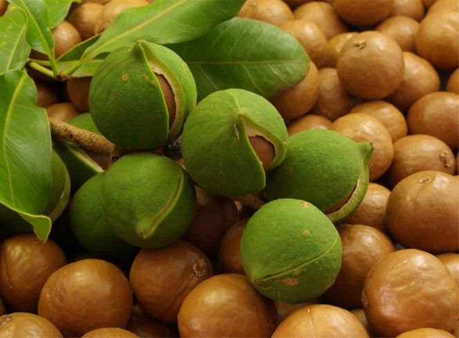 ORZECHY MAKADAMIA W ŁUPONACH: SPECYFIKACJA: ORZECHY MAKADAMIA W ŁUPONACH: PAKOWANIE; WORKI 1000 X 25 KG WILGOTNOŚĆ: 2-3% ROZMIAR: 22 mm WYDAJNOŚĆ: 30%-28% ZŁE