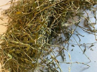 Sprzedam Rdest ptasi ziele (Polygoni avicularis herba), duże ilości