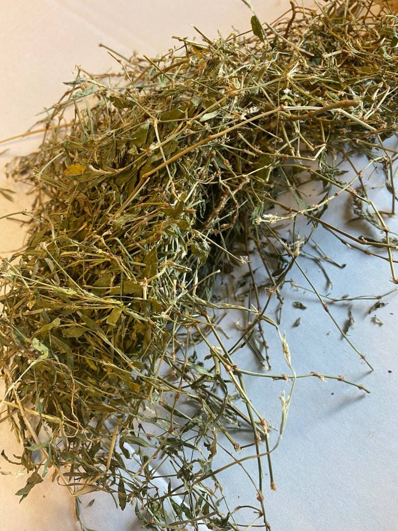 Sprzedam Rdest ptasi ziele (Polygoni avicularis herba), duże ilości z magazynu w Lublinie
