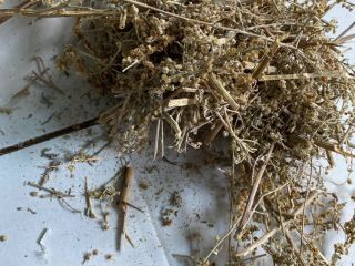 Sprzedam Piołun ziele (Absinthii herba ), duże ilości z