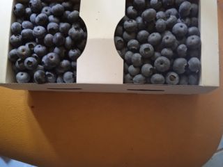 Sprzedam borówki amerykańskie cena do uzgodnienia