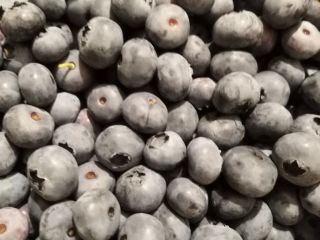 Borówka amerykańska bluecrop 15 + . Pakowana w koszyczki