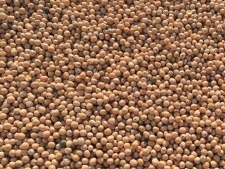 Nasza firma SEEDMARKET LLC z siedzibą w Moskwie w