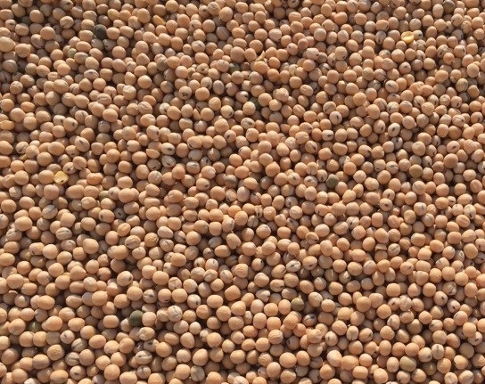 Nasza firma SEEDMARKET LLC z siedzibą w Moskwie w Rosji zajmuje się hurtowym handlem zbożem, roślinami strączkowymi i nasionami oleistymi zarówno w kraju, jak