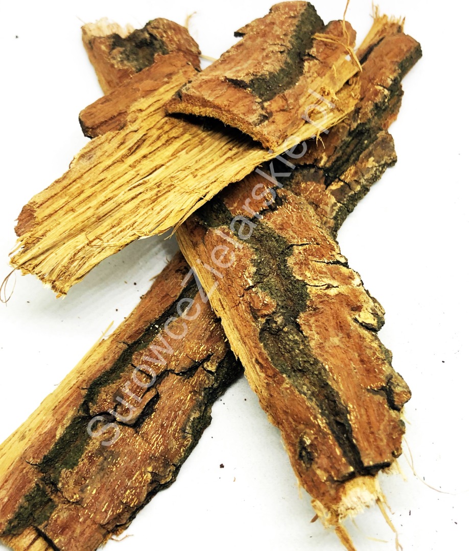 Sprzedam Dąb kora (Quercus cortex), duże ilości z magazynu w Lublinie