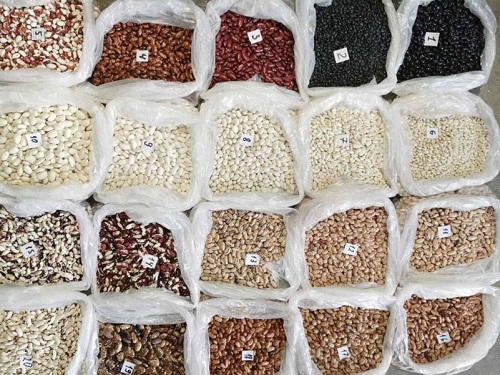 Ukraińska firma „Bins Naturprodukt” oferuje fasolę hurtową