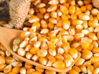 YELLOW CORN Kukurydza/kukurydza Nazwa produktu Żółta kukurydza Czystość 98%