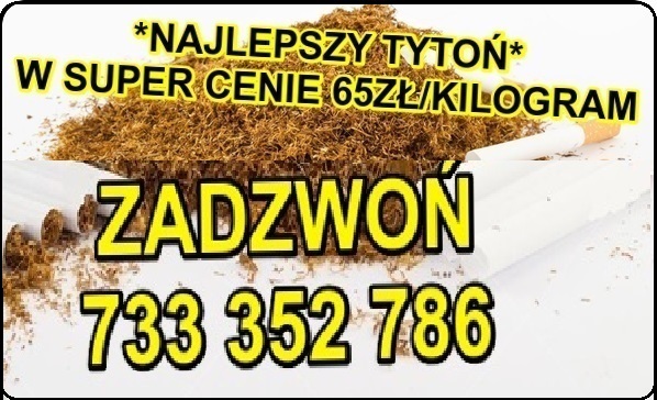 Tytoń papierosowy z naszego sklepu ma wyśmienity smak oraz aromat, łatwo nabija się w gilzy, nie pleśnieje i dobrze się pali- zadowoli nawet najbardziej