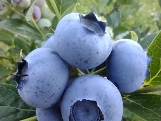 Sprzedam borówkę amerykańską okolo 300 kilogramów tygodniowo. Owoce duże