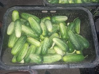 Sprzedam ogórek gruntowy ekologiczny - od 11 cm