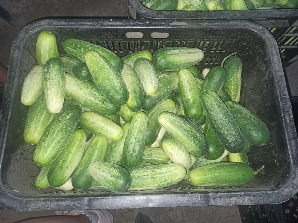 Sprzedam ogórek gruntowy ekologiczny - od 11 cm