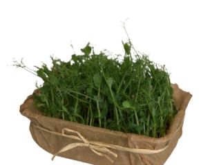 Dzień dobry, zajmujemy się uprawą mikrozioł (microgreen). „Microgreen to