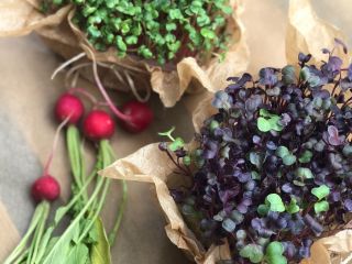 Dzień dobry, zajmujemy się uprawą mikrozioł (microgreen). „Microgreen to