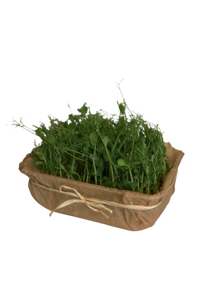 Dzień dobry, zajmujemy się uprawą mikrozioł (microgreen)