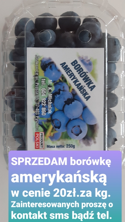 Borówka amerykańska z przydomowej ekologicznej uprawy