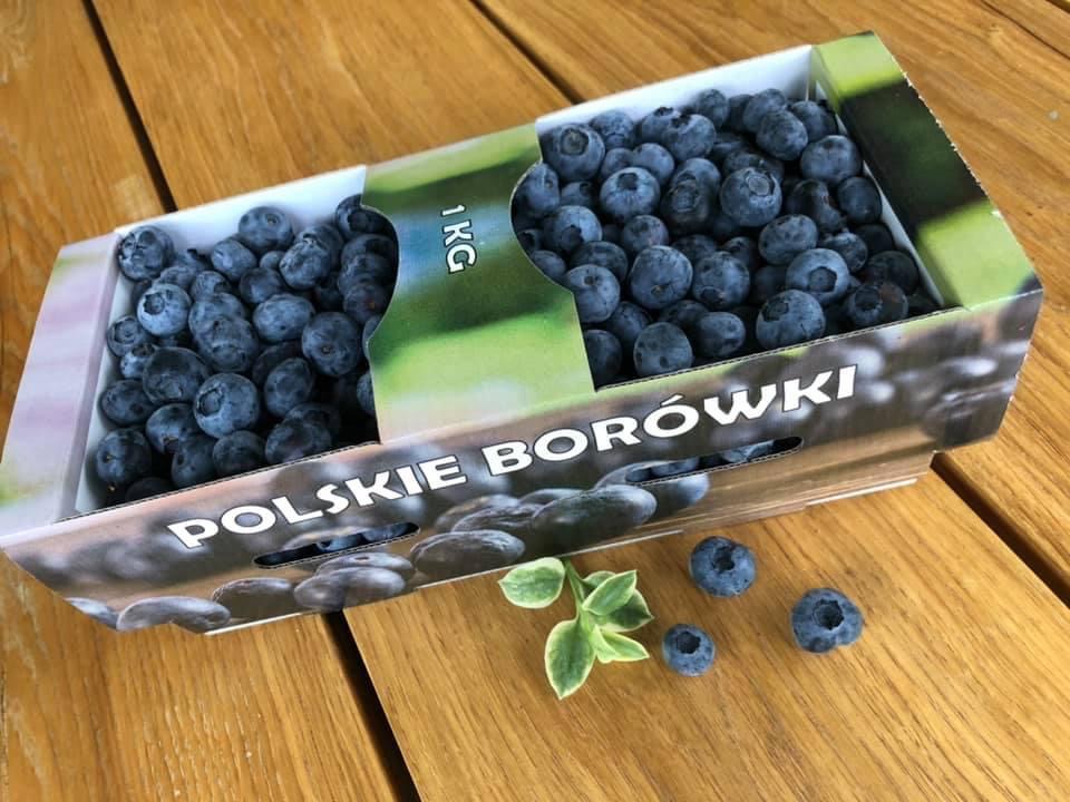 Sprzedam borówkę amerykańską z własnej uprawy