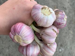 Witam. Sprzedam czosnek zimowy Harnaś. zdrowe i aromatyczne główki.