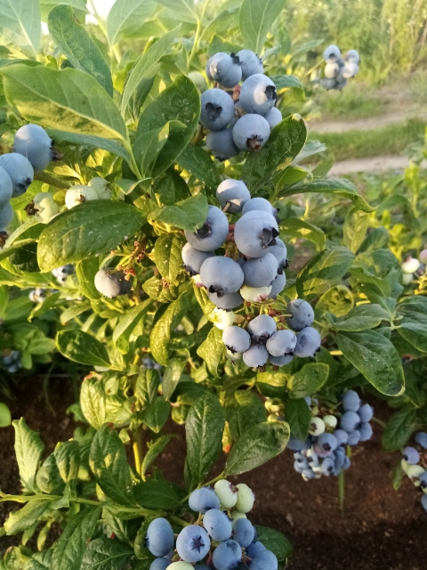 Sprzedam borówkę amerykańską, dziennie 500 kg, świeża, z nalotem, codziennie rwana