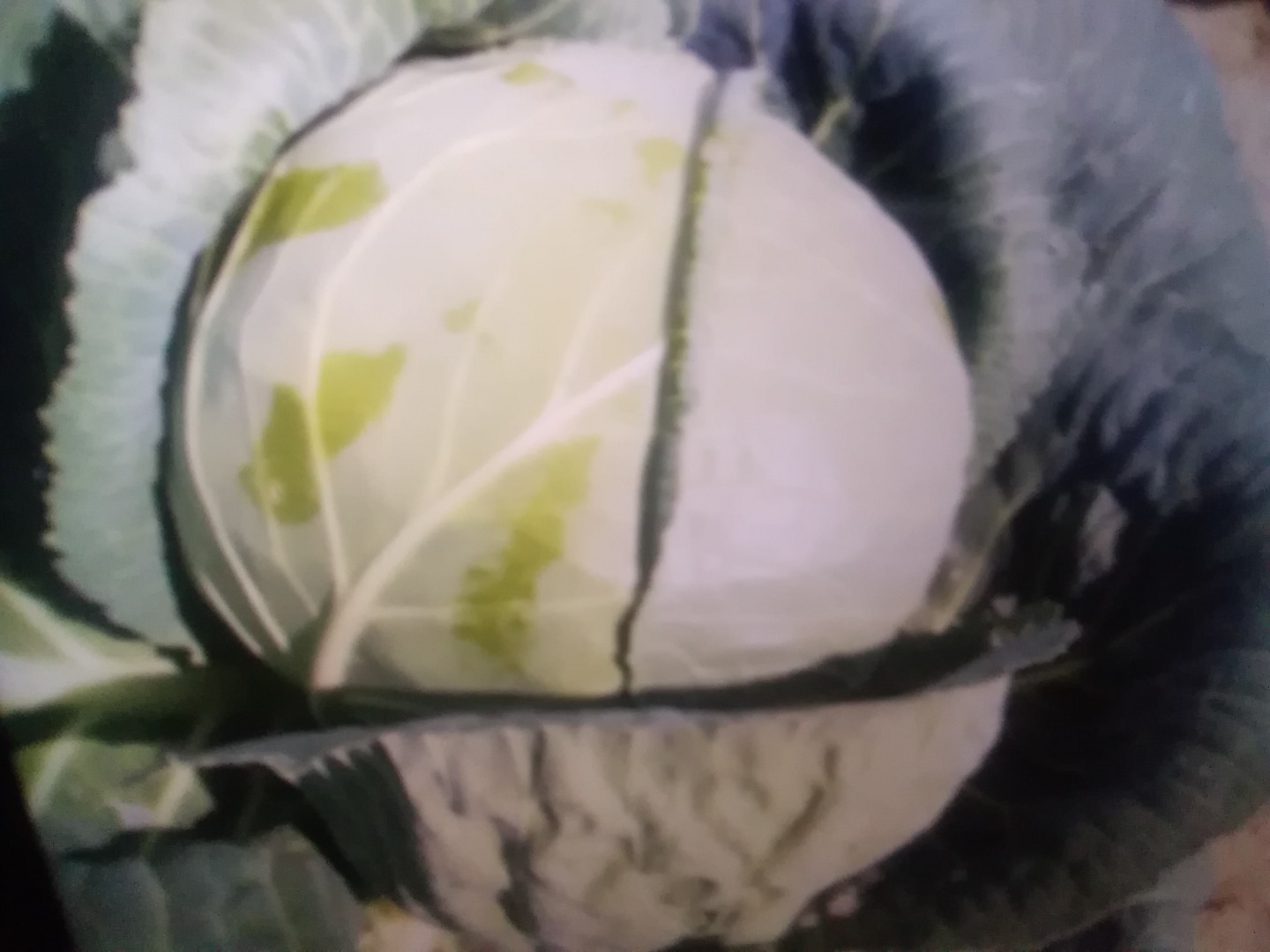 Sprzedam kapustę biało od 2 kilo do 4