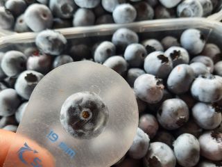 Sprzedam borowka amerykańska odmiany diuk spartan blucrop, blugold,liberty codziennie