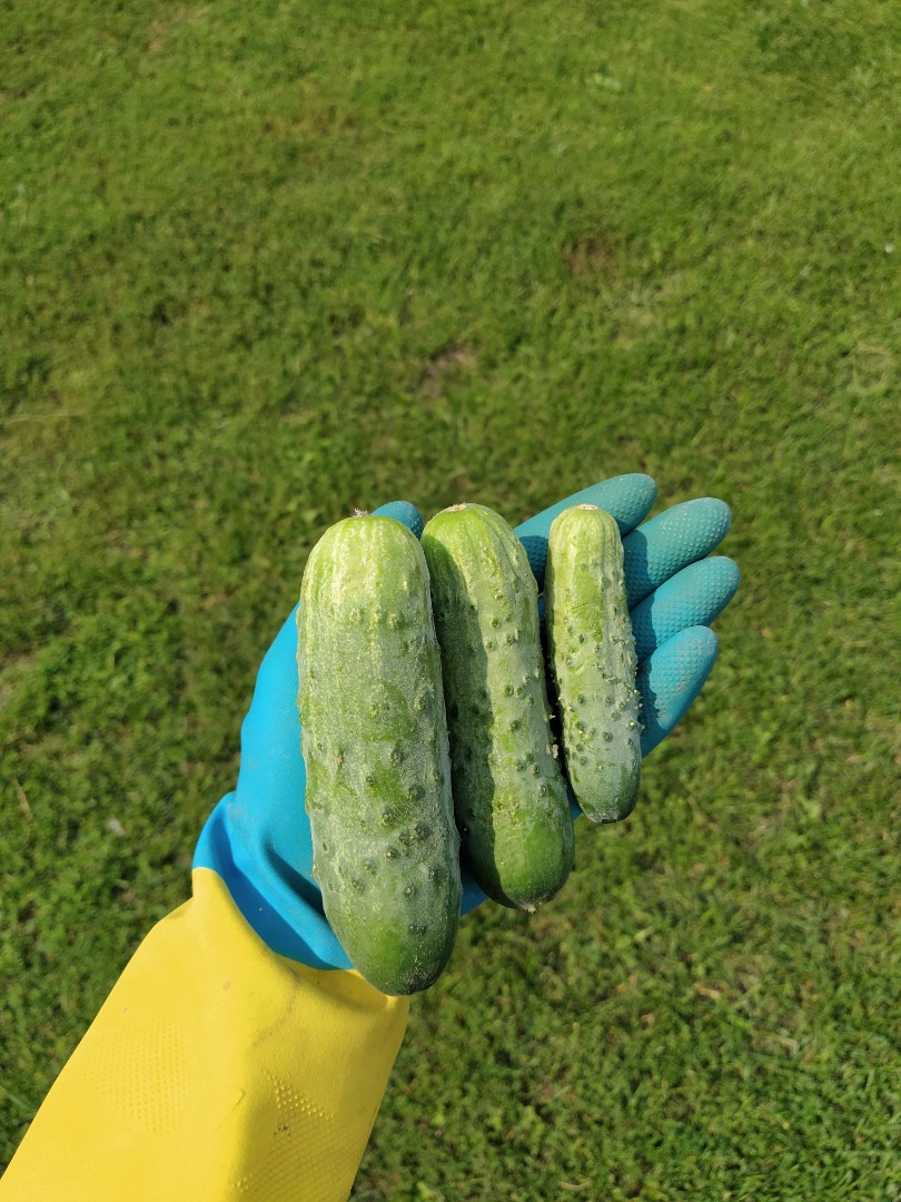 Sprzedam ogórki gruntowe odmiana Atomic Jedynka (do 9cm) 2,60zł Dwójka (do 12cm ) 1,20zł Trójka (do 16cm ) 0,40zł