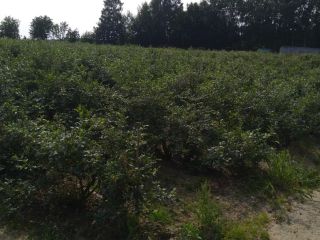 Sprzedam borówkę amerykańską z własnej plantacji prosto z krzaka