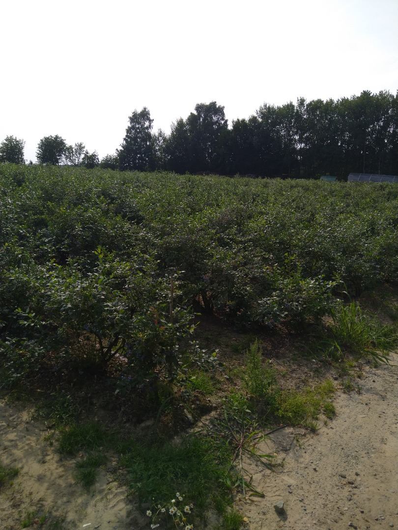 Sprzedam borówkę amerykańską z własnej plantacji prosto z krzaka nie sortowane więcej informacji telefonicznie