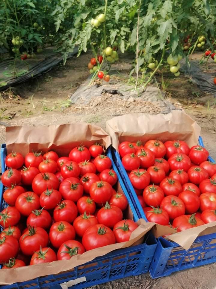 Sprzedam hurtowo pomidory z 2 solariów nieutwardzonych na terenie całego kraju z dostawą 2-3 dni! Cena do uzgodnienia, z atestem producenta!