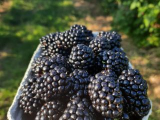 Jeżyna. Witam w nadchodącym tygodniu zaczynamy zbiór jeżyny deserowej