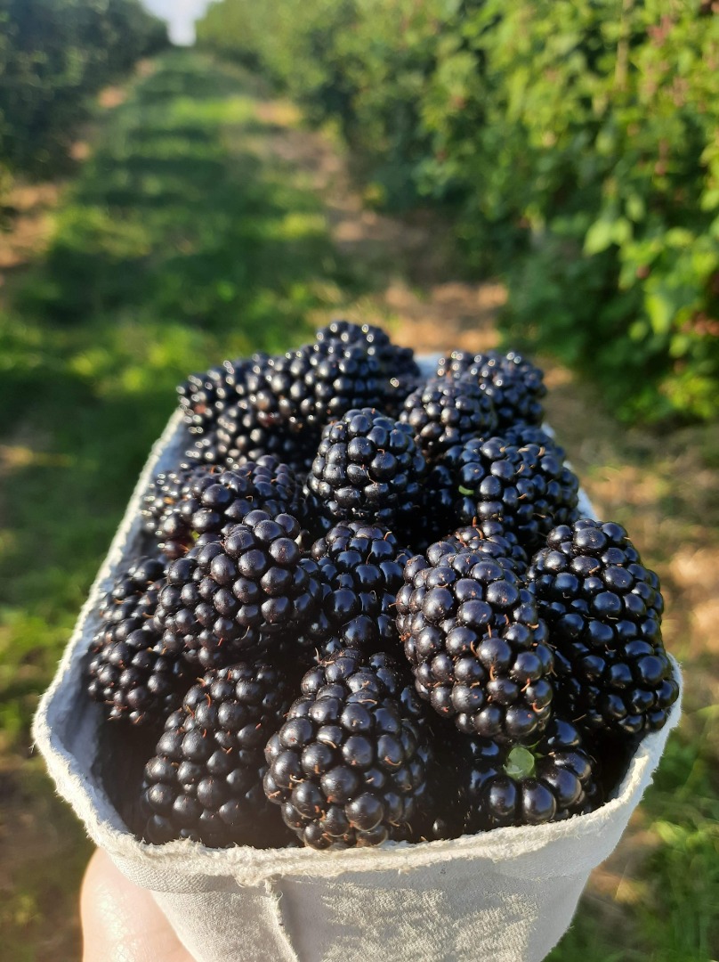 Jeżyna