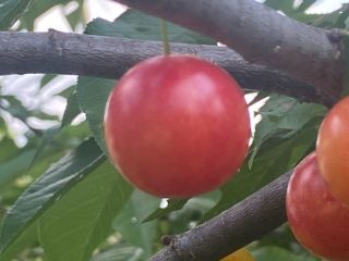 Ładnie dojrzałe ......jasne ciemnofioletowe czerwone śliwki ..... rodzime ....słodki