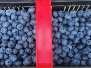 Ekologiczna borówka z własnej plantacji. Zbierana pod zamówienie.
