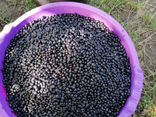 Sprzedam jagody świeże w dużych i małych ilościach oraz
