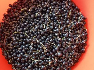 Sprzedajemy porzeczki czarne własnej produkcji. Dostawa w Bistrita, powiat