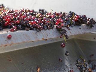 Sprzedajemy winogrona stołowe i wino białe i czerwone z