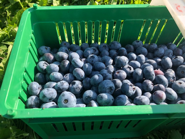 Mam do sprzedania borówki amerymańskie z bieżącego zbioru, bluecrop, belkeley , bluegold