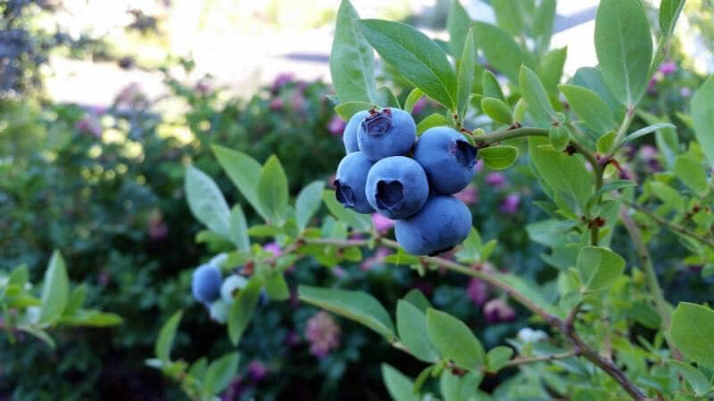 Witam, sprzedam bardzo smaczną i swieżą borówkę amerykańską z przydomowej niewielkiej plantacji