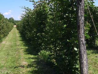 Jestem małym producentem z Olanu, Valcea, Rumunia i co