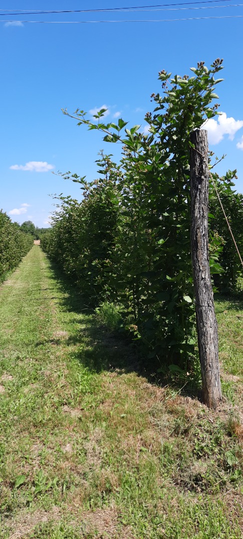 Jestem małym producentem z Olanu, Valcea, Rumunia i co tydzień mam do dyspozycji od 200 do 350 kg jeżyn (Thornfree)