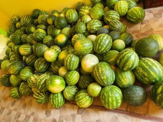 Wydajność: 700 kg / dzień Arbuzy są zbierane codziennie
